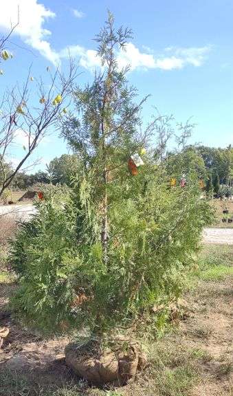 American Arborvitae