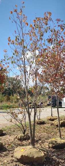 White Flowering Dogwood