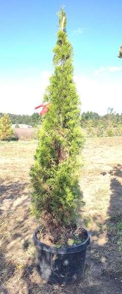 Emerald Green Arborvitae