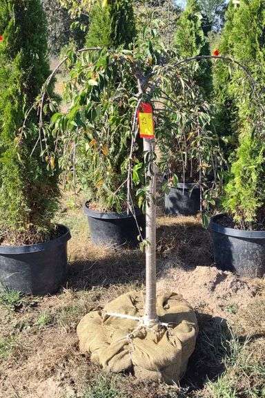 Cherry Snow Mountain 3' Graft