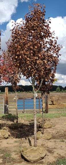 Cleveland Select Pear