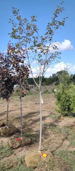 Serviceberry Autumn Brilliance Tree Form