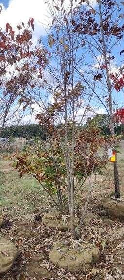 White Flowering Dogwood