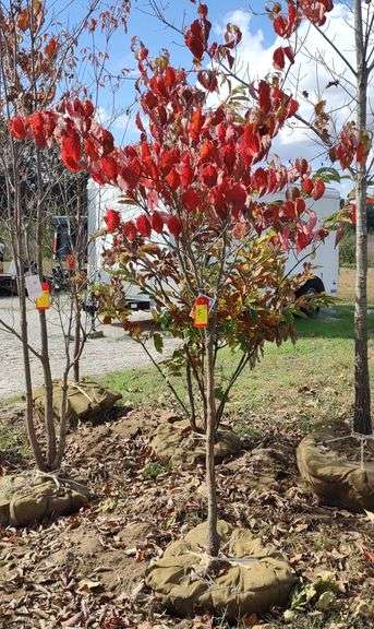 White Flowering Dogwood