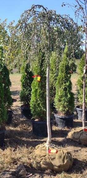 Cherry Snow Fountain