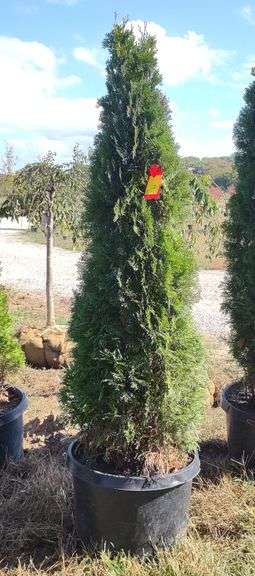 Emerald Green Arborvitae