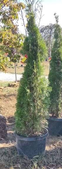 Emerald Green Arborvitae