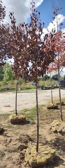 Cleveland Select Pear