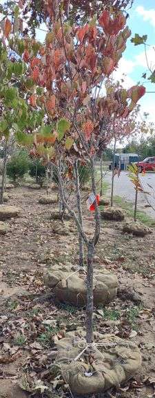 White Flowering Dogwood