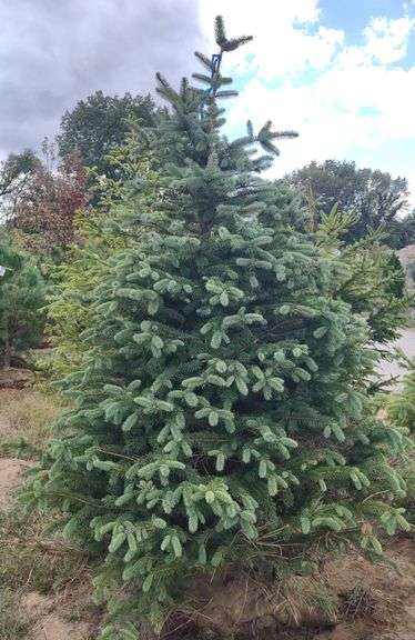 Blue Colorado Spruce