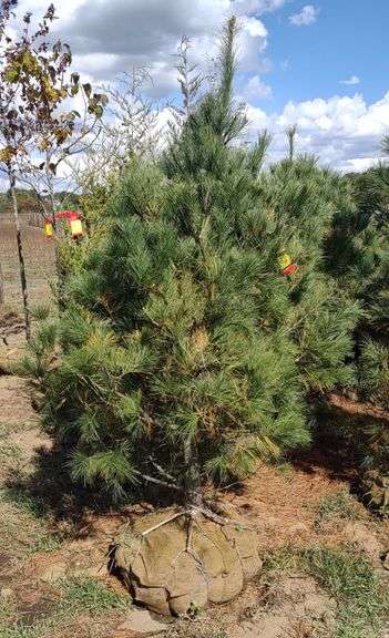 White Pine