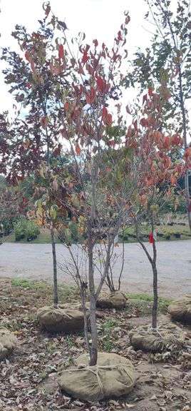 White Flowering Dogwood