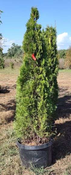 Emerald Green Arborvitae