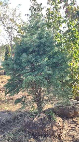 Concolor Fir