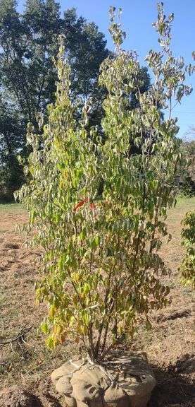 OLO Trees and Shrubs Auction - Walkerton, IN