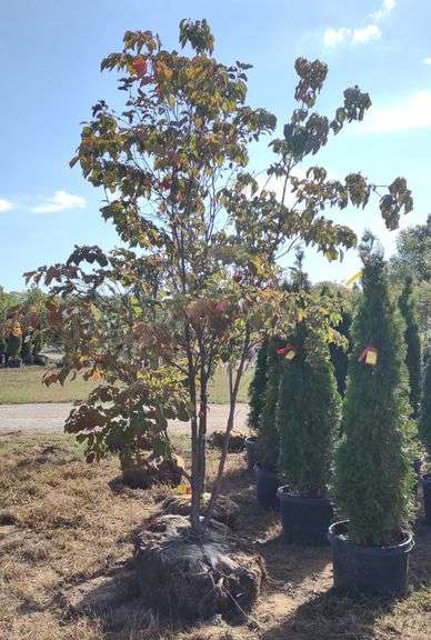 Pink Flowering Dogwood
