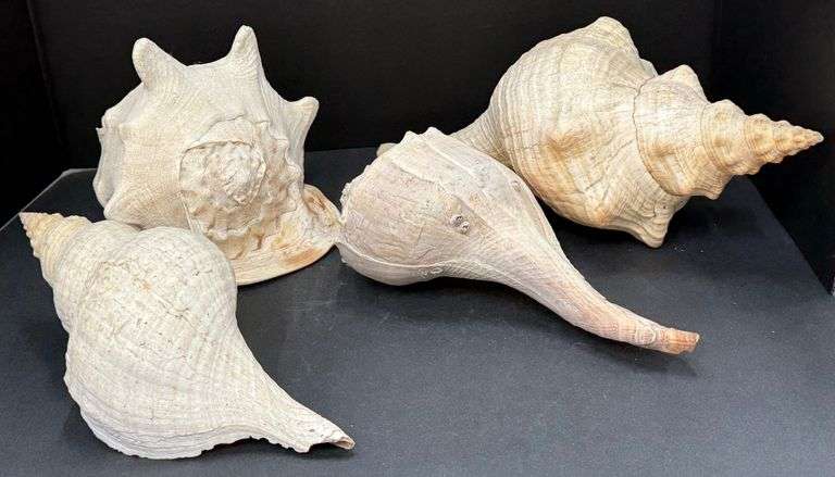 (G) 4 Large Conch And Whelk Sea Shells - Kraft Auction Service, LLC