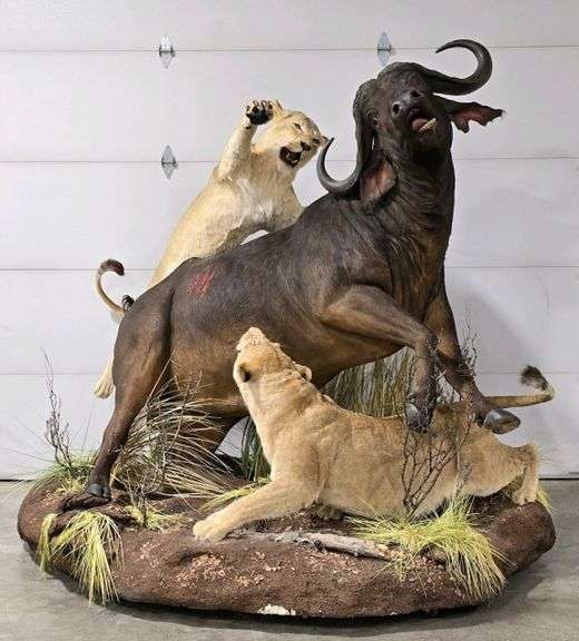 50th Anniversary Auction Day 3 Military Taxidermy Ammo Kraft 50th Anniversary Auction Day 3 Military Taxidermy Ammo Kraft