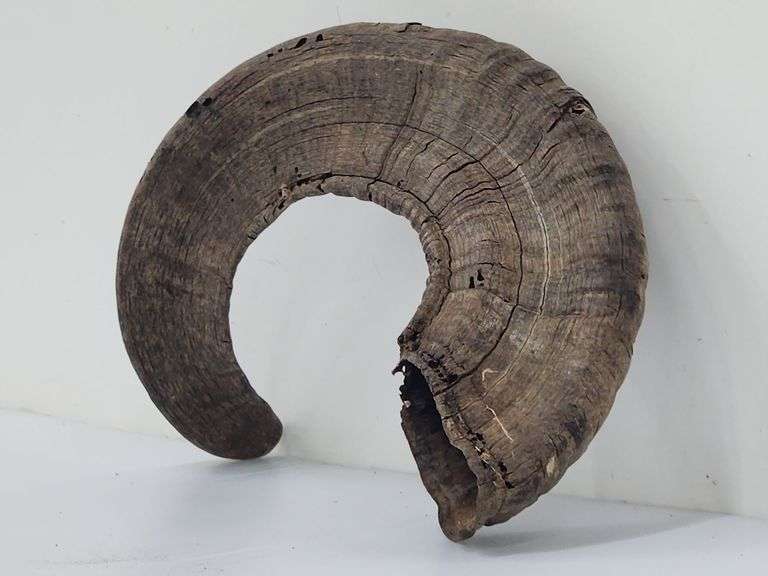 (II) Ram Horns