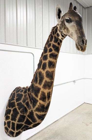 50th Anniversary Auction - Day 3 Military, Taxidermy & Ammo