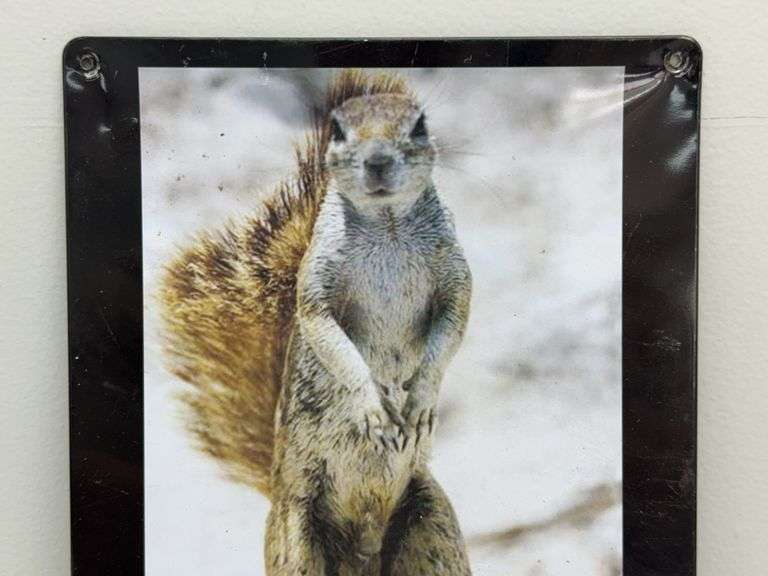 Hello Ladies Squirrel Metal Sign