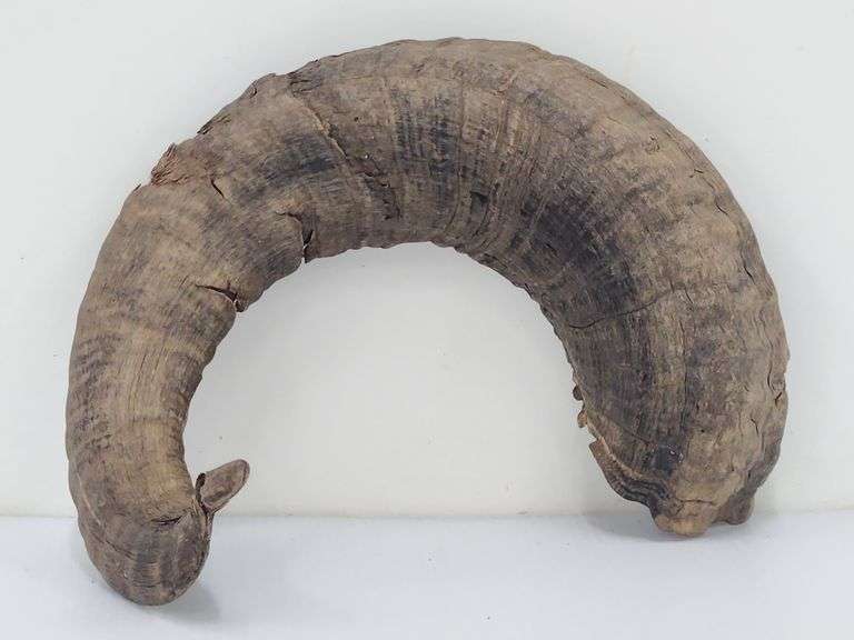 (II) Ram Horns