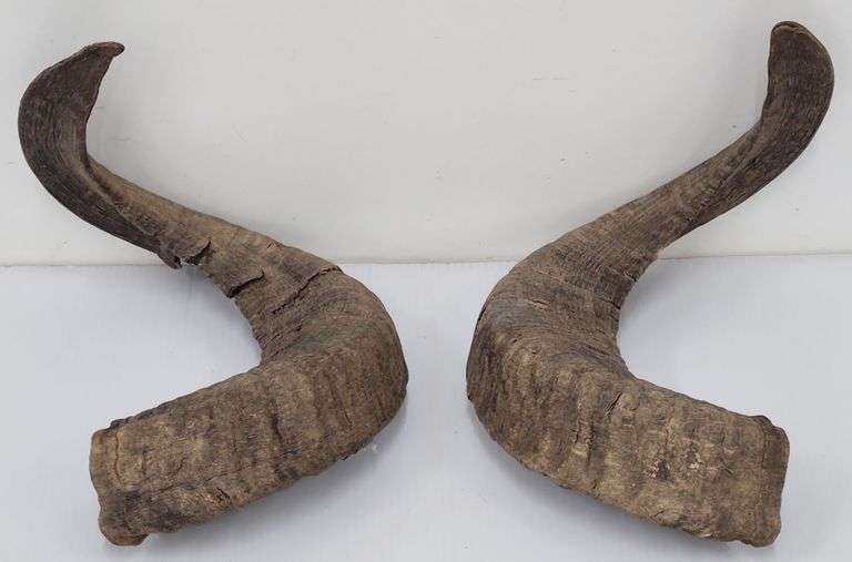(II) Ram Horns