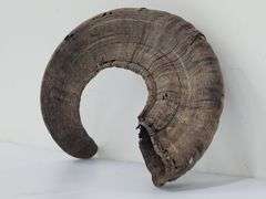 (II) Ram Horns