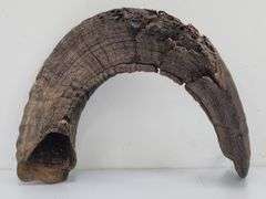 (II) Ram Horns