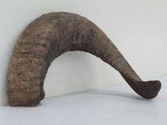 (II) Ram Horns