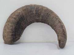 (II) Ram Horns