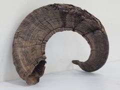 (II) Ram Horns