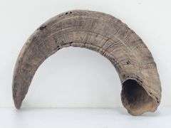 (II) Ram Horns