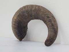 (II) Ram Horns