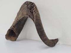 (II) Ram Horns