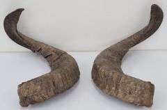 (II) Ram Horns
