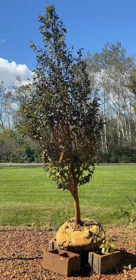 OLO Forever Green Landscape Center Excess Inventory Auction - Cedar Lake, IN