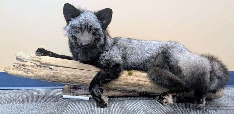 Silver Fox on Driftwood
