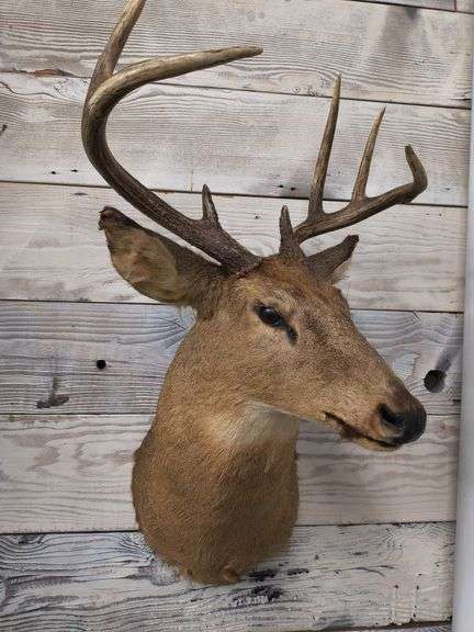 Thursday Pop-up Taxidermy - Boar, White Tail Deer & Mule Deer