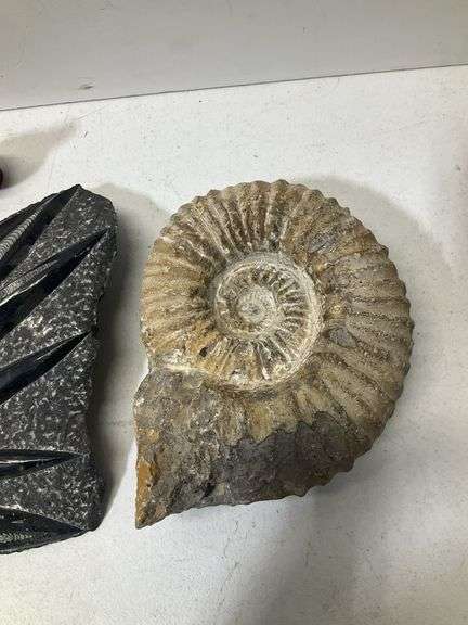 Fossil lot