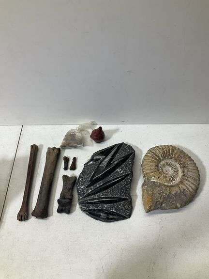 Fossil lot