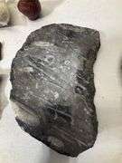 Fossil lot