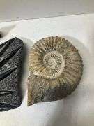 Fossil lot