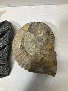 Fossil lot