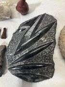 Fossil lot