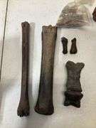 Fossil lot