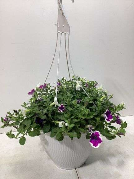 10” Variety flowers in hanging basket