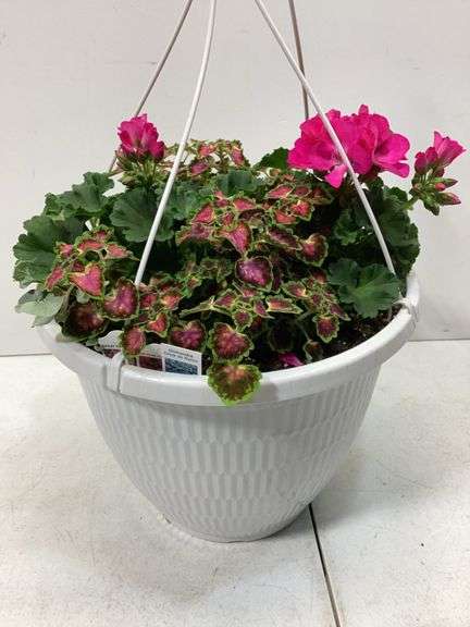 10” Variety flowers in hanging basket
