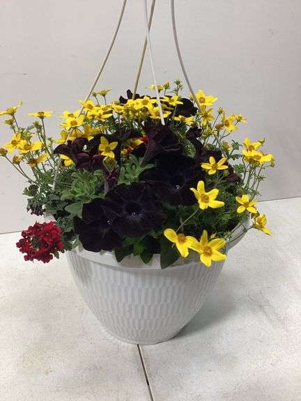 10” Variety flowers in hanging basket