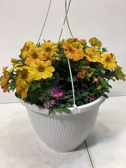 10” Variety flowers in hanging basket